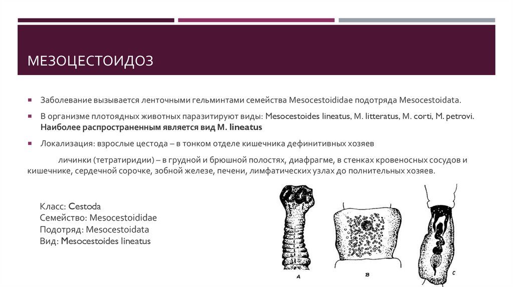 Мезоцестоидоз