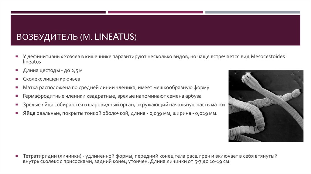 ВОЗБУДИТЕЛЬ (М. Lineatus)