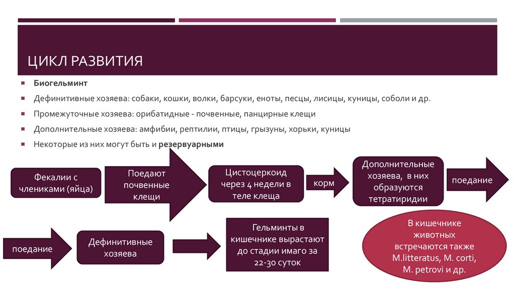 Цикл развития