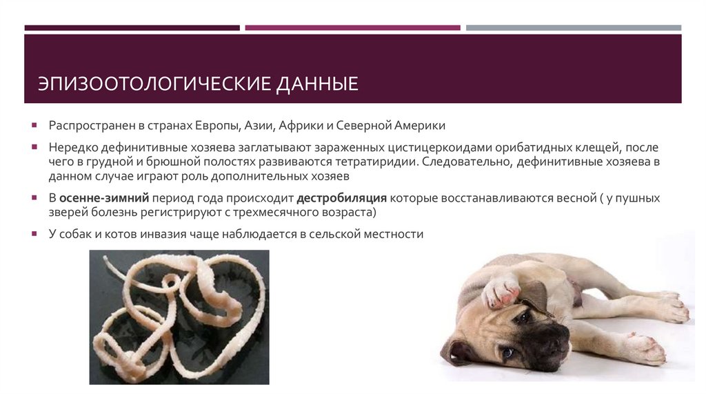 Эпизоотологические данные