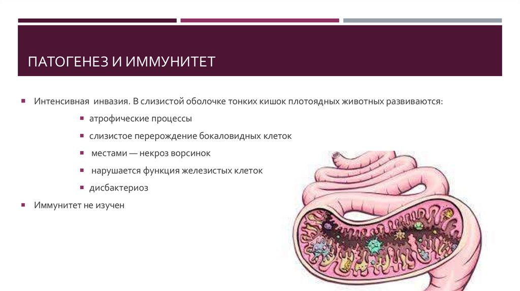 Патогенез и иммунитет