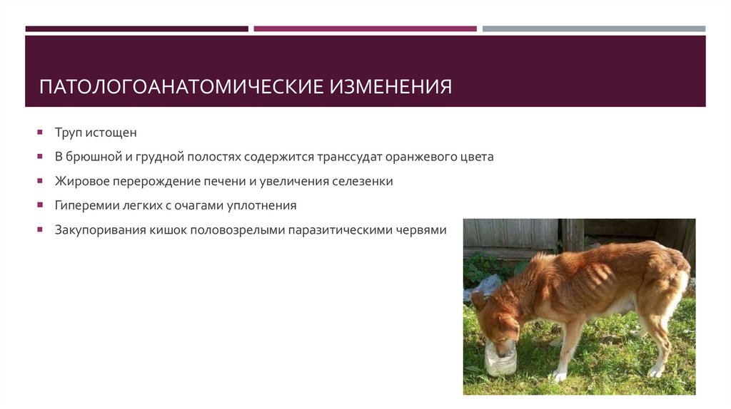 Патологоанатомические изменения