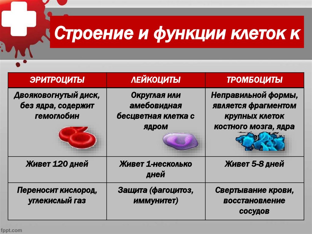Строение и функции клеток к