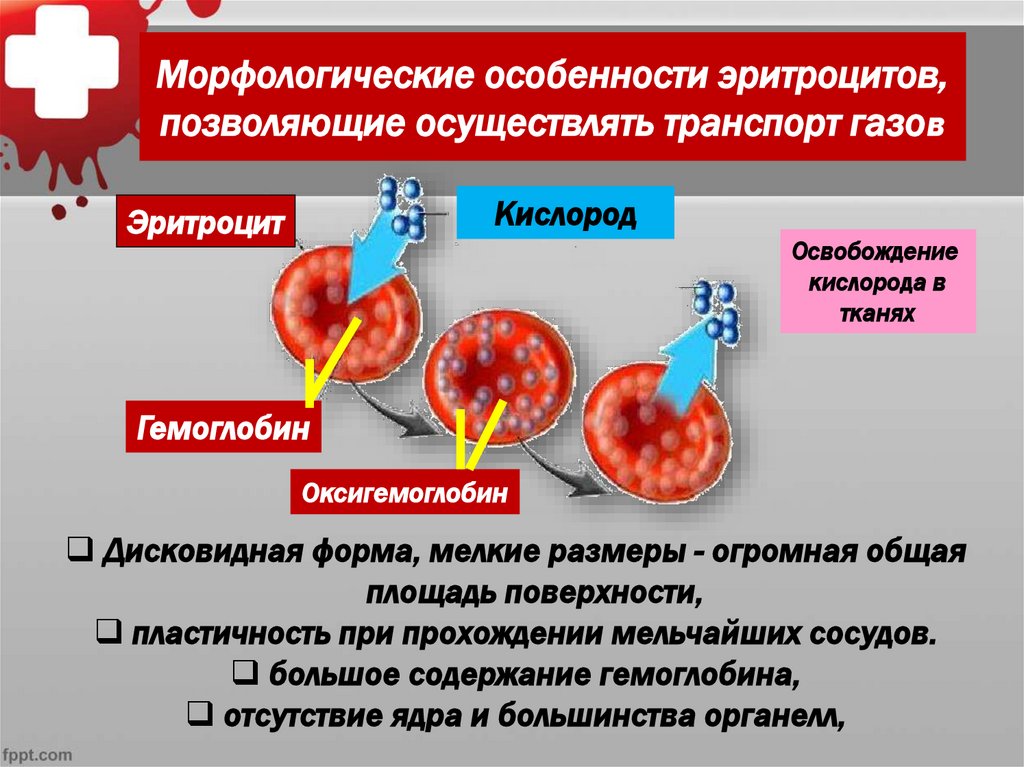 Морфологические особенности эритроцитов, позволяющие осуществлять транспорт газов