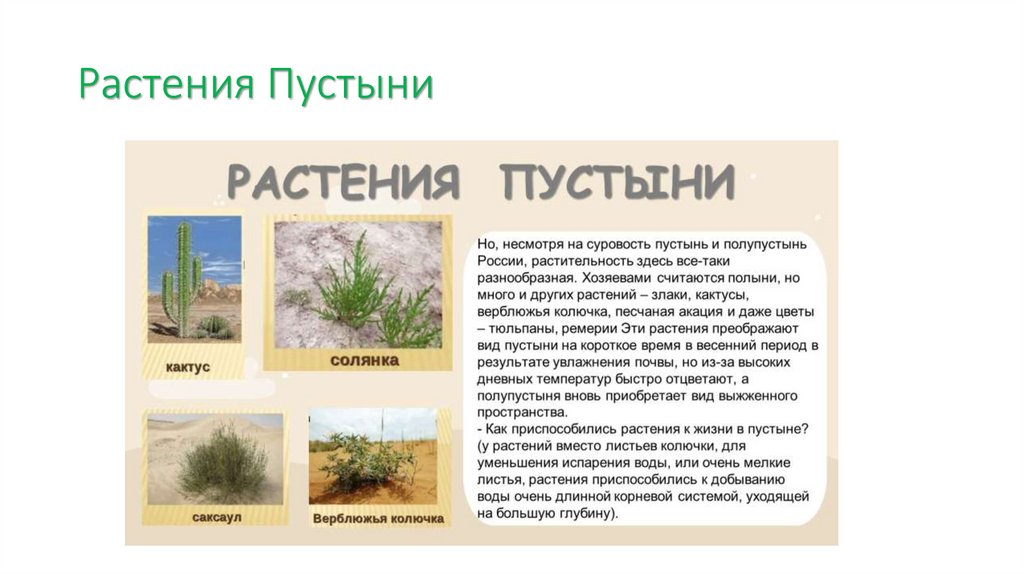 Растения Пустыни