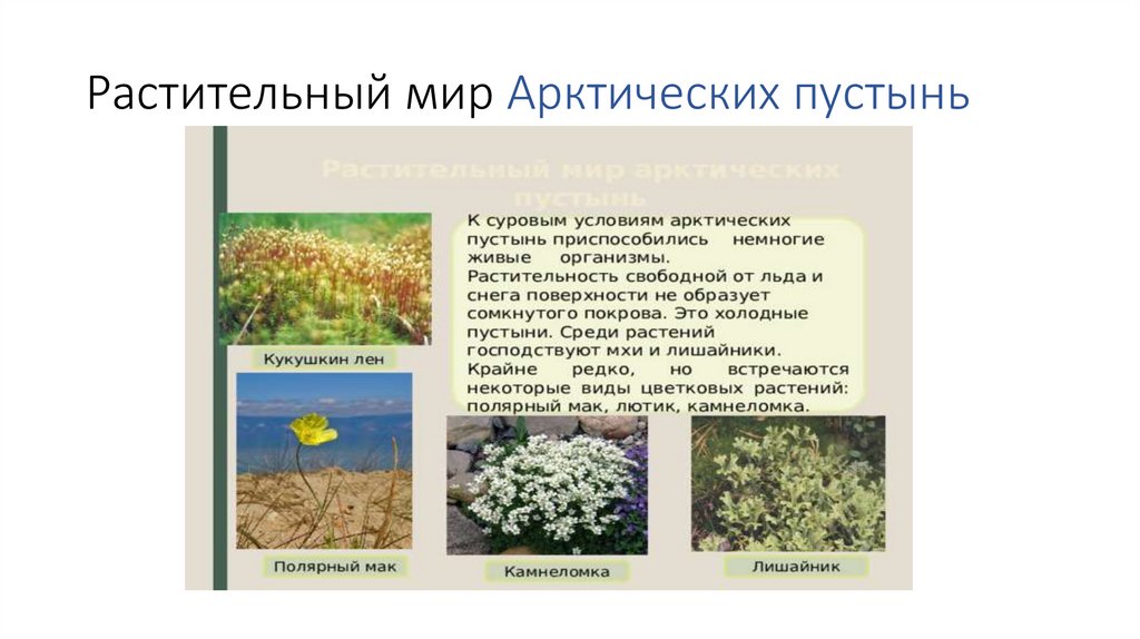 Растительный мир Арктических пустынь
