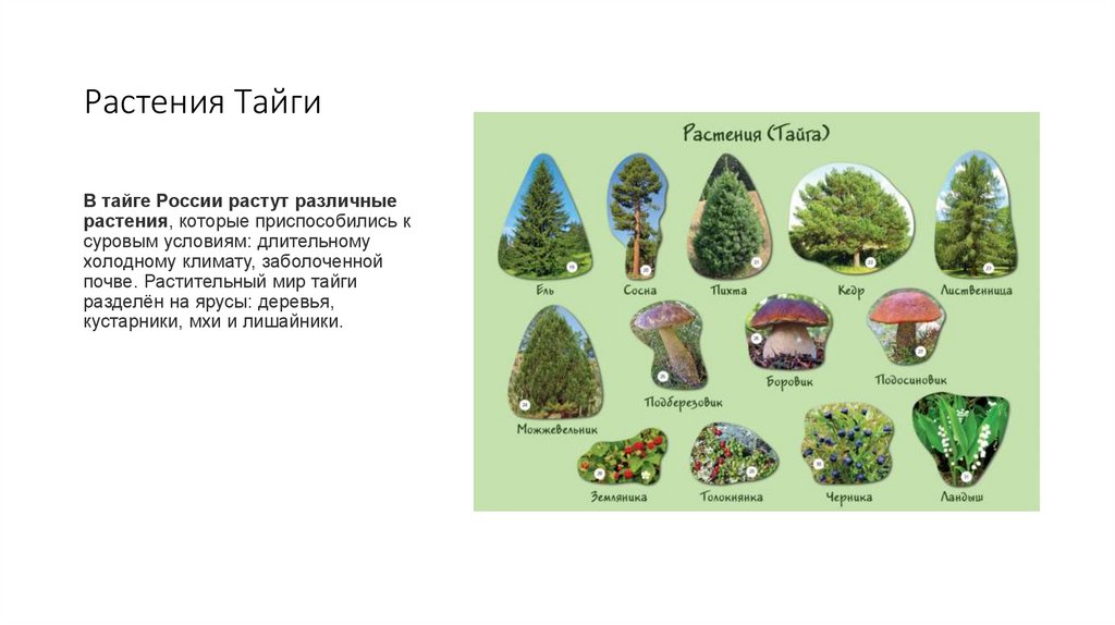 Растения Тайги