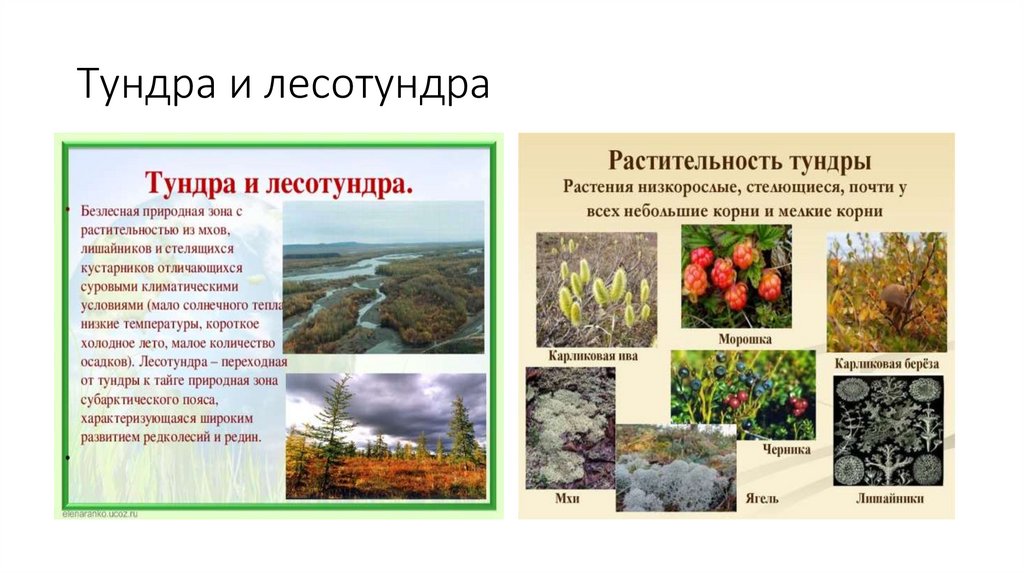 Тундра и лесотундра
