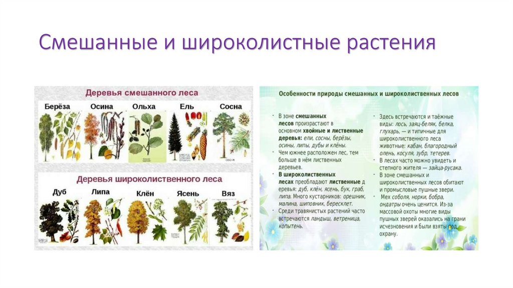 Смешанные и широколистные растения