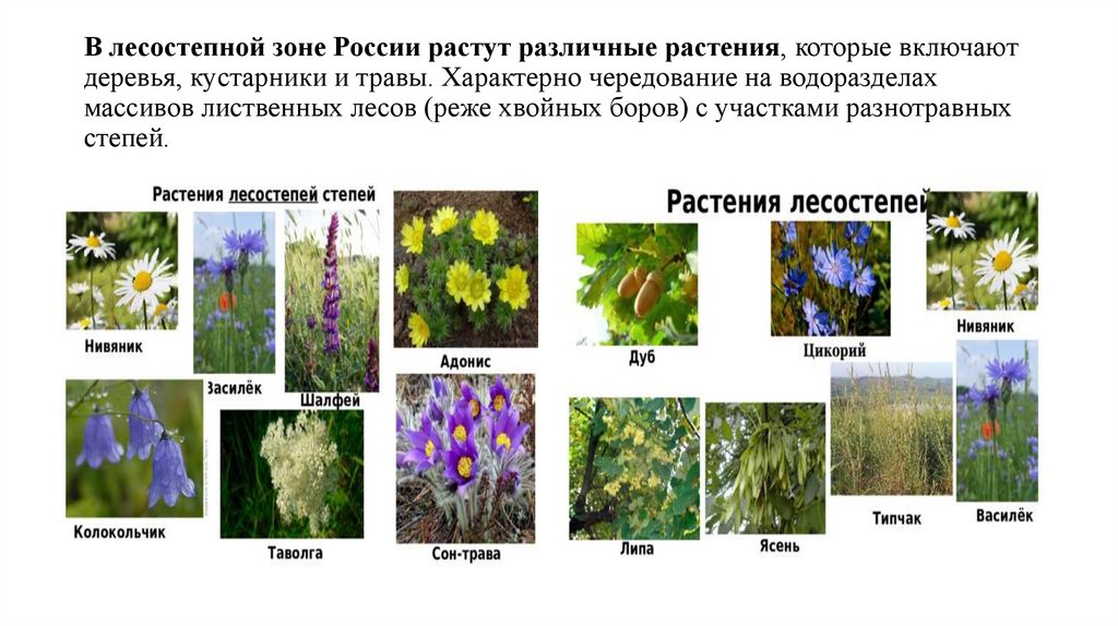 В лесостепной зоне России растут различные растения, которые включают деревья, кустарники и травы. Характерно чередование на