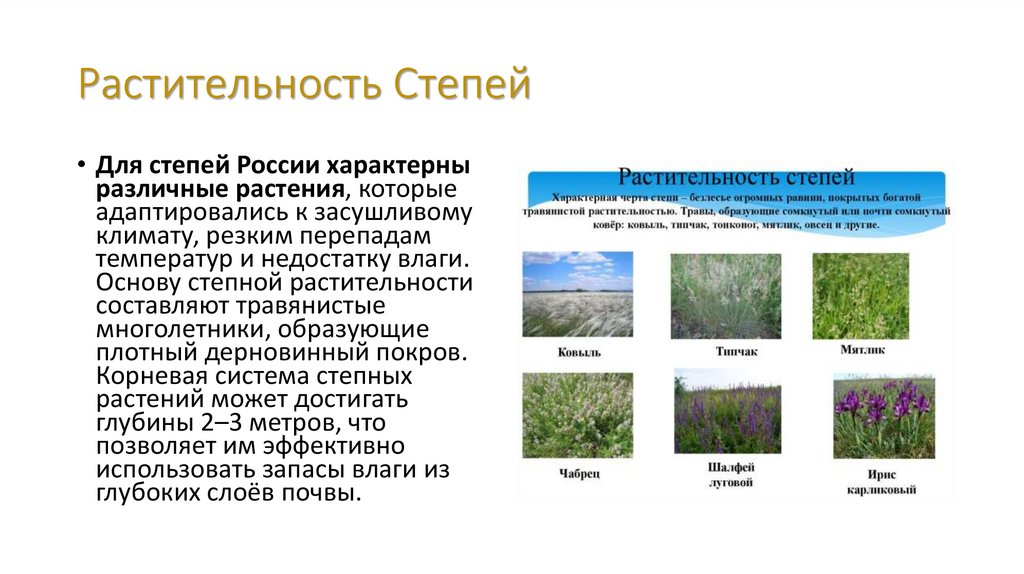 Растительность Степей