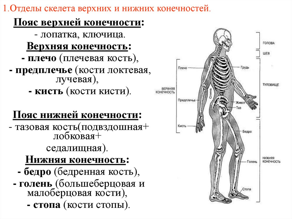 1.Отделы скелета верхних и нижних конечностей.