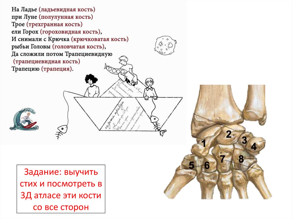 Задание: выучить стих и посмотреть в 3Д атласе эти кости со все сторон