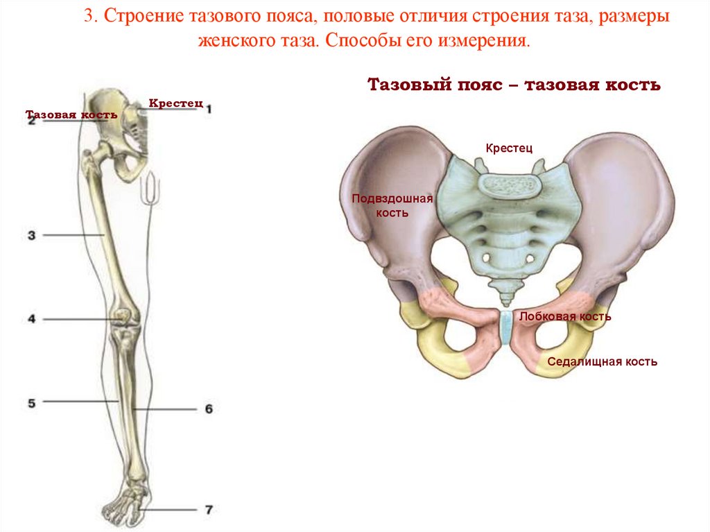 3. Строение тазового пояса, половые отличия строения таза, размеры женского таза. Способы его измерения.