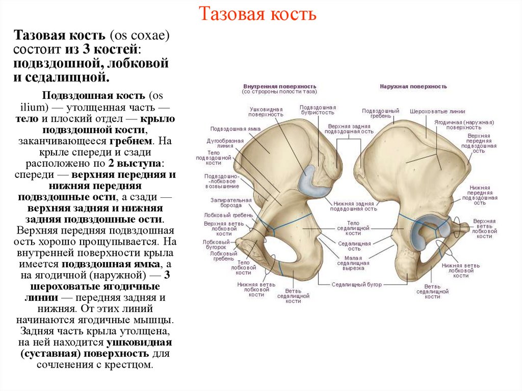 Тазовая кость