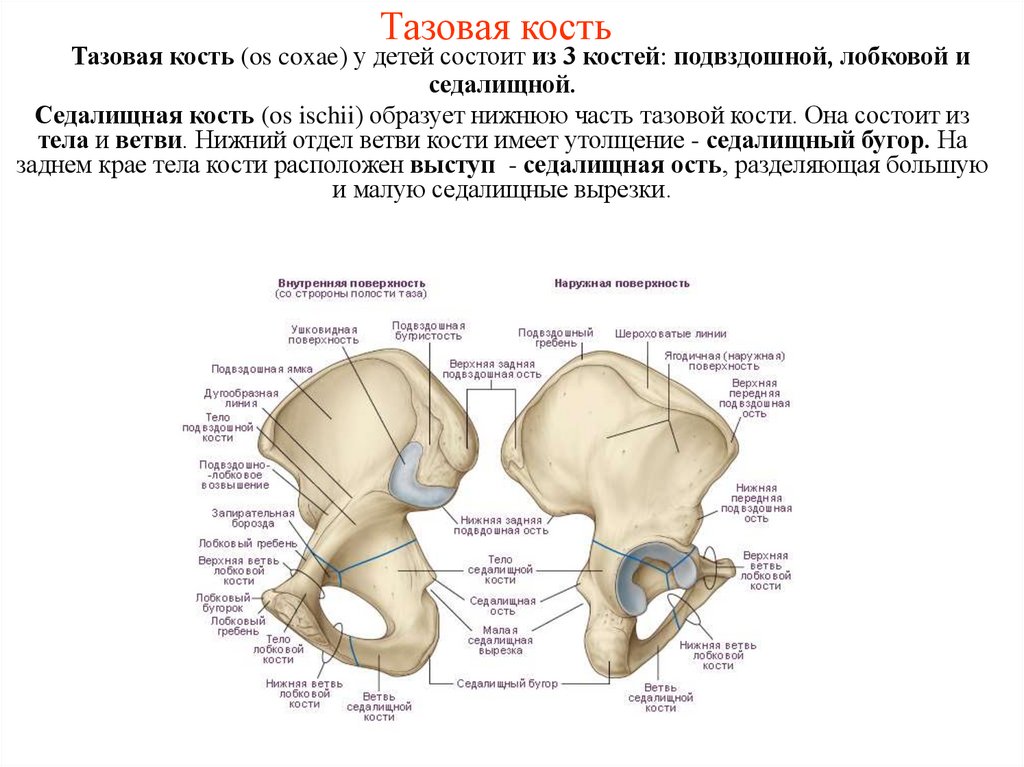 Тазовая кость