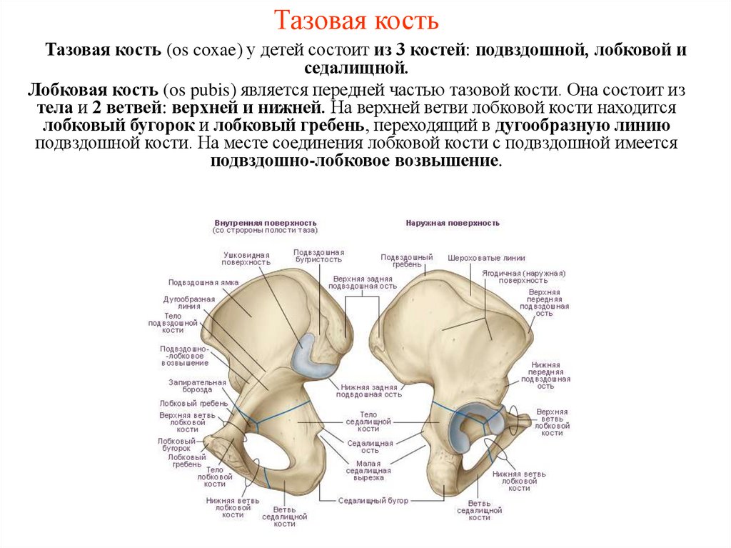 Тазовая кость