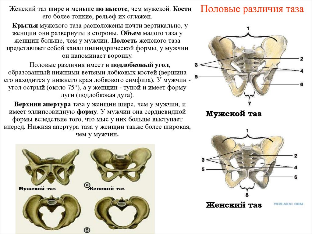 Половые различия таза