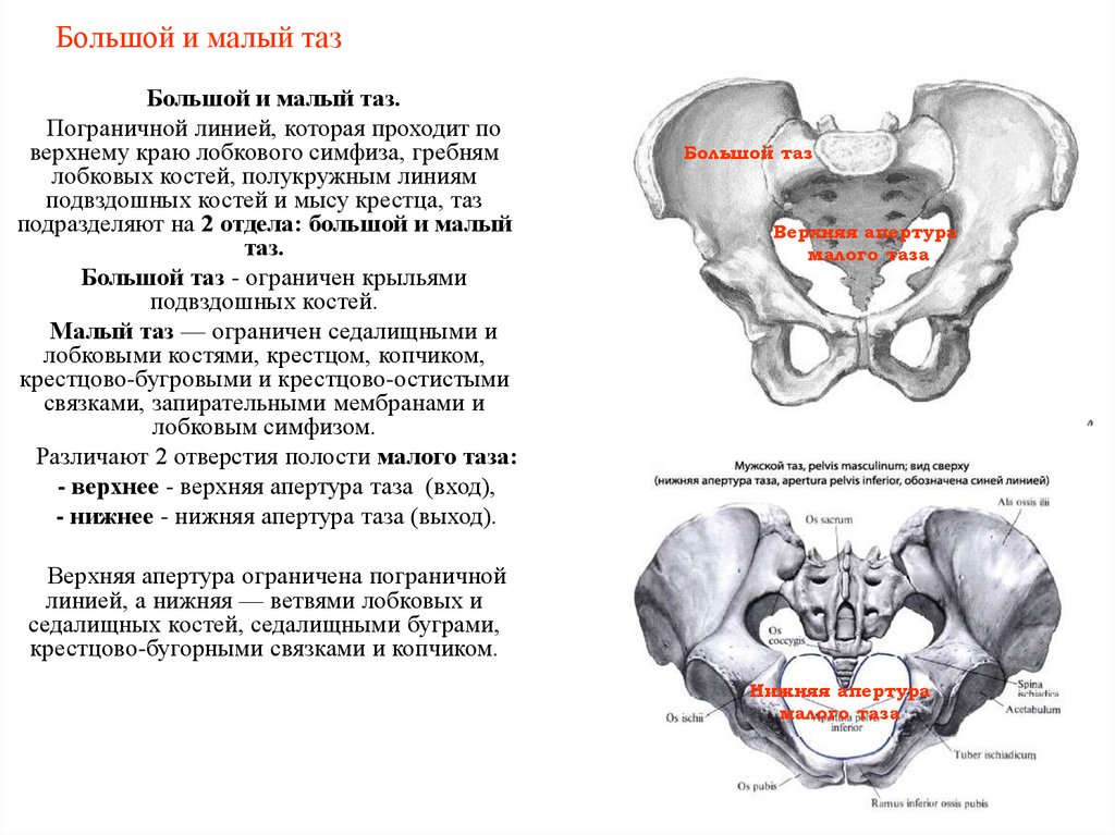Большой и малый таз