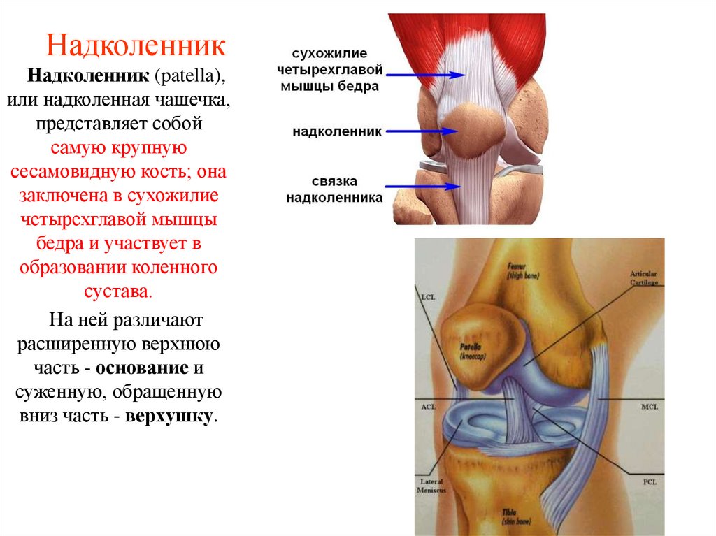 Надколенник