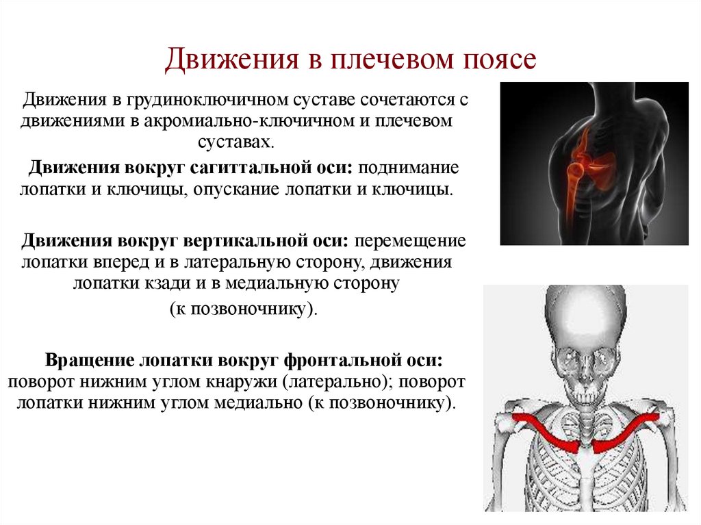 Движения в плечевом поясе