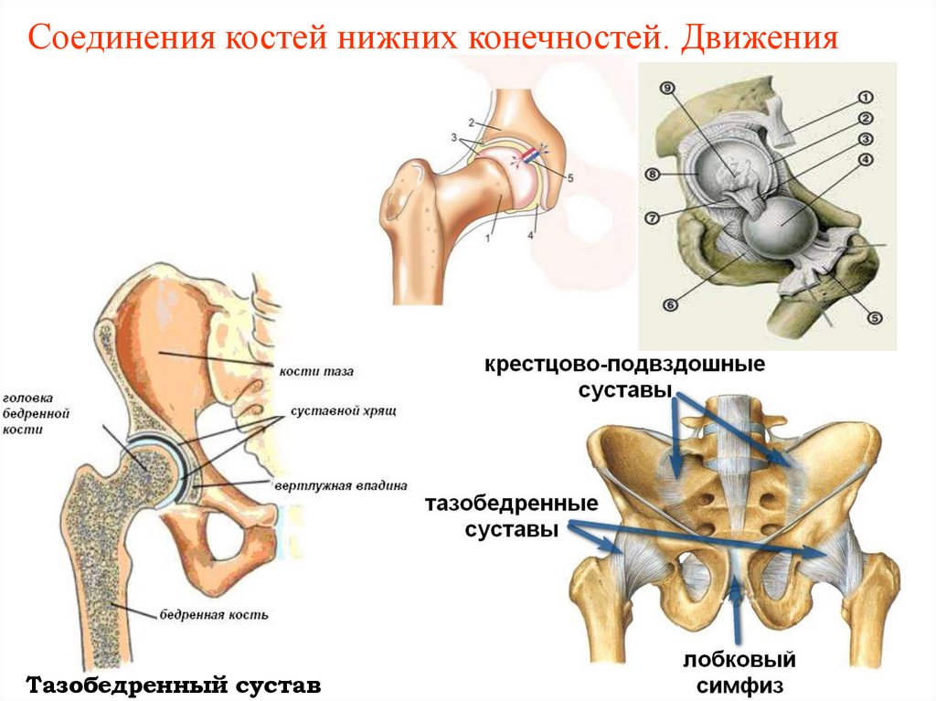 Соединения костей нижних конечностей. Движения