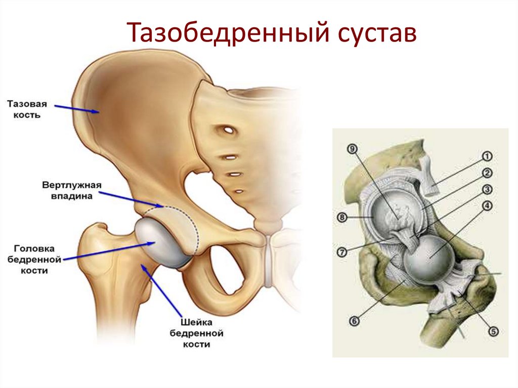 Тазобедренный сустав