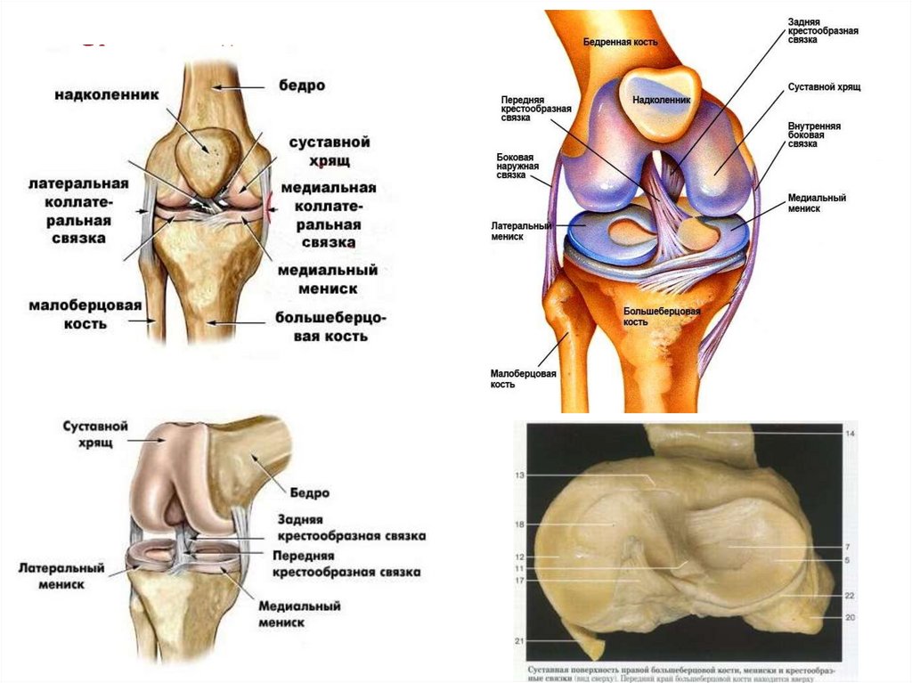Коленный сустав