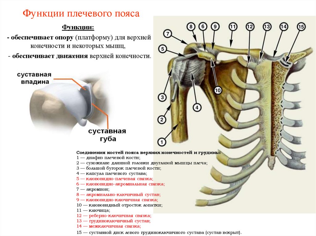 Функции плечевого пояса