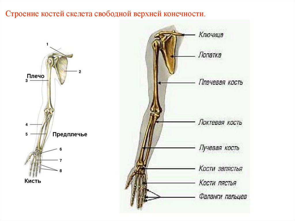 Строение костей скелета свободной верхней конечности.