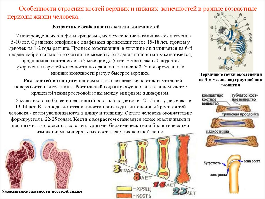 Особенности строения костей верхних и нижних конечностей в разные возрастные периоды жизни человека.
