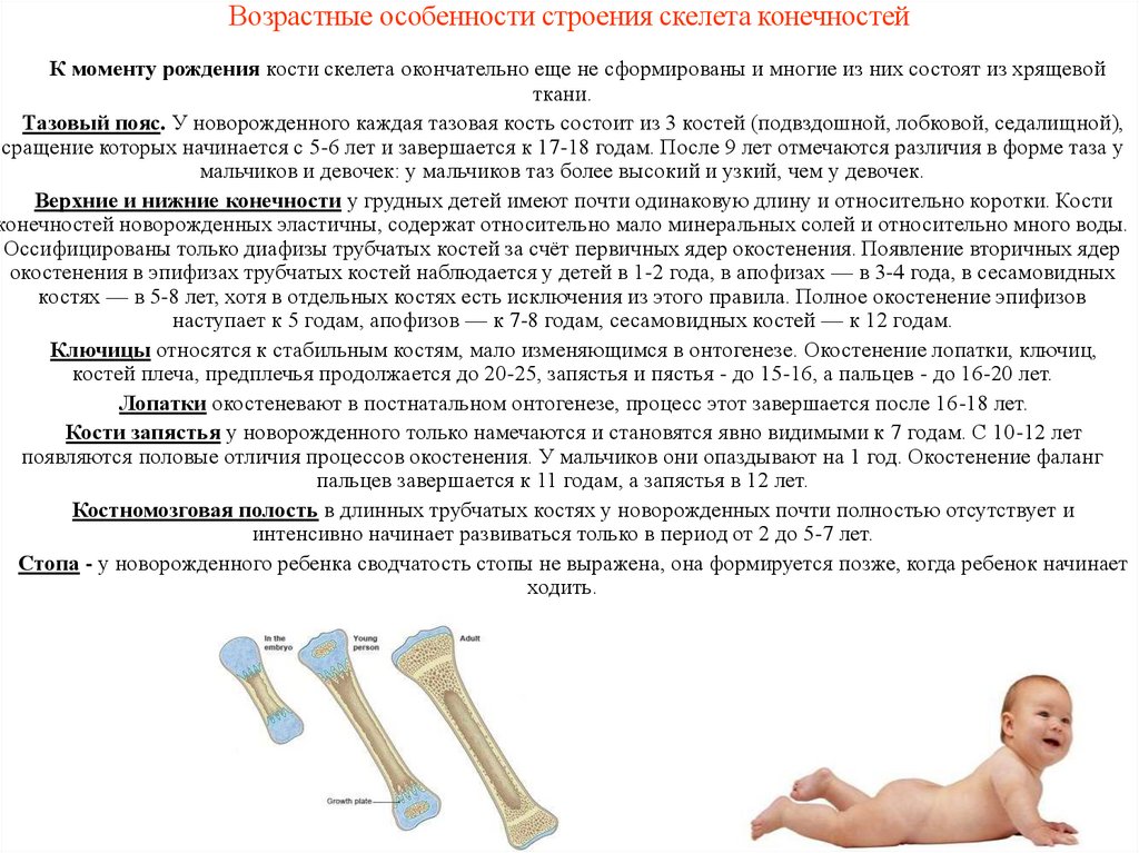 Возрастные особенности строения скелета конечностей