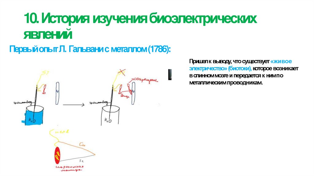 10. История изучения биоэлектрических явлений