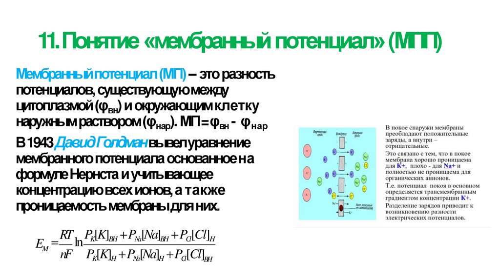 11. Понятие «мембранный потенциал» (МПП)