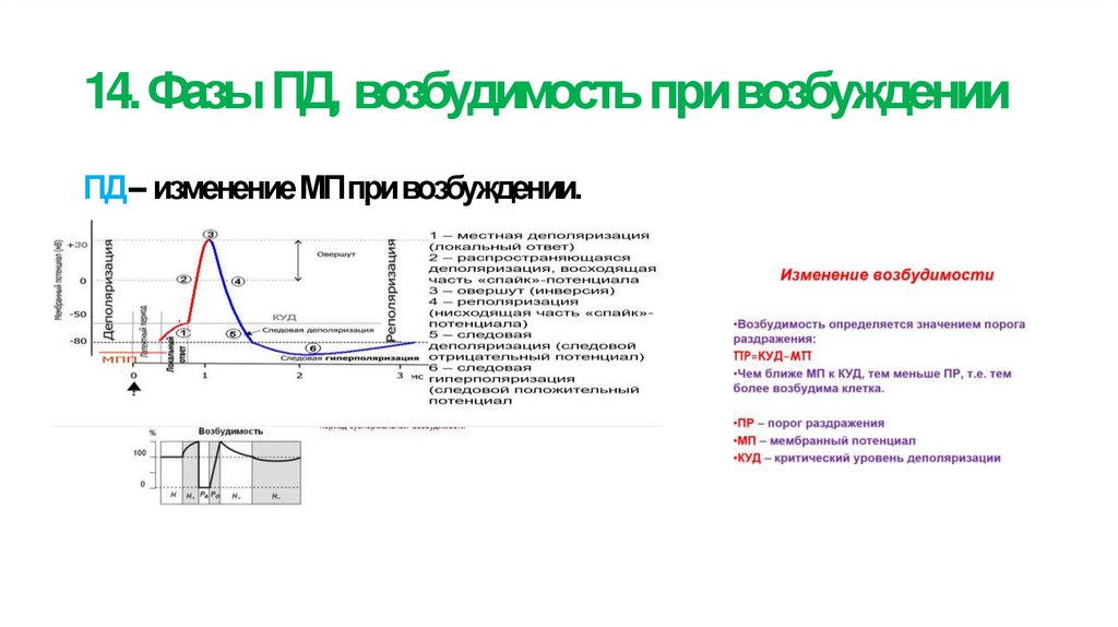 14. Фазы ПД, возбудимость при возбуждении