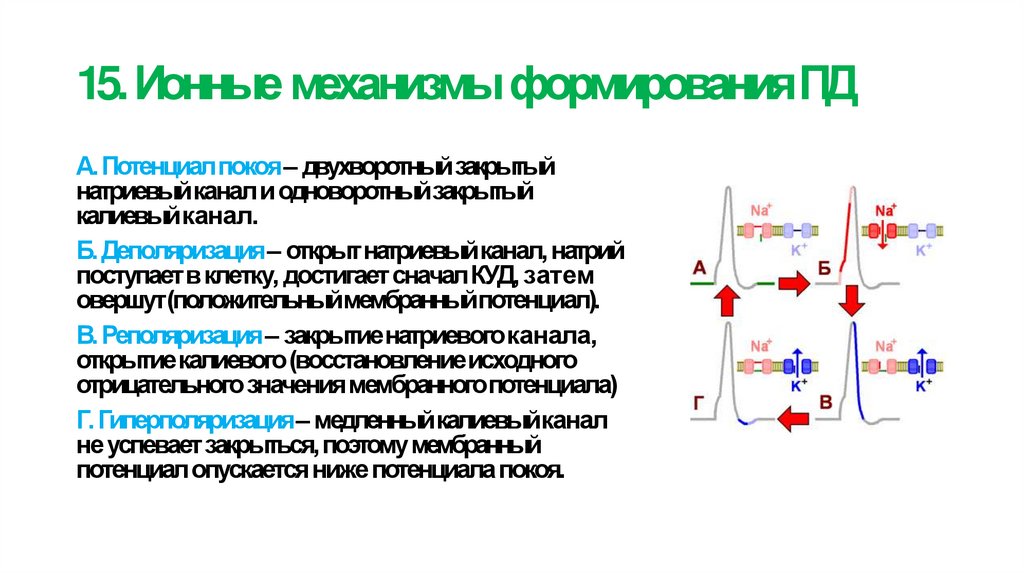 15. Ионные механизмы формирования ПД