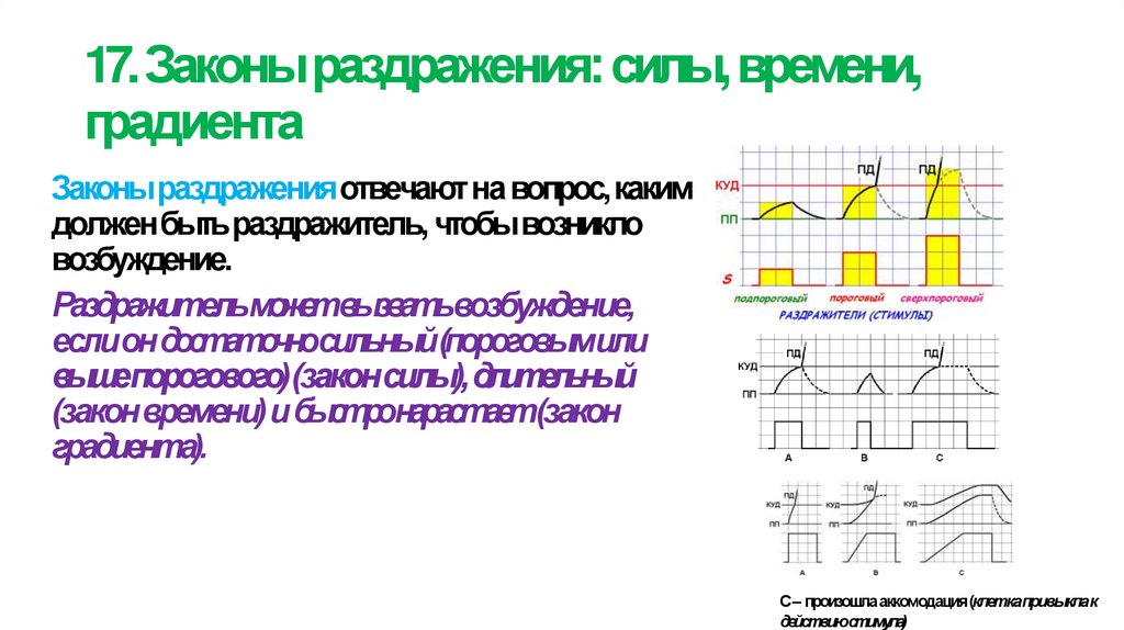 17. Законы раздражения: силы, времени, градиента