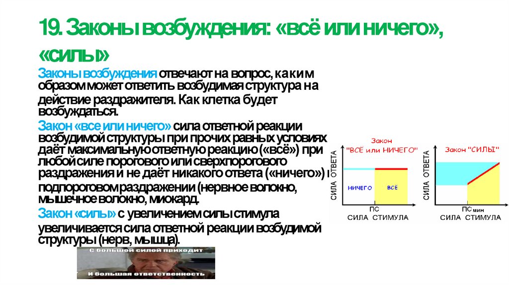 19. Законы возбуждения: «всё или ничего», «силы»