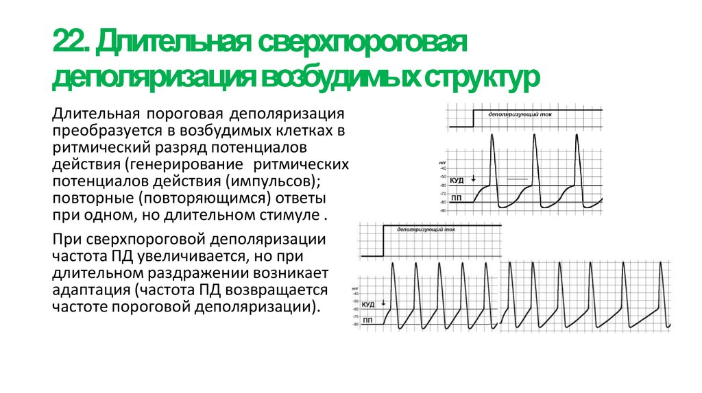22. Длительная сверхпороговая деполяризация возбудимых структур