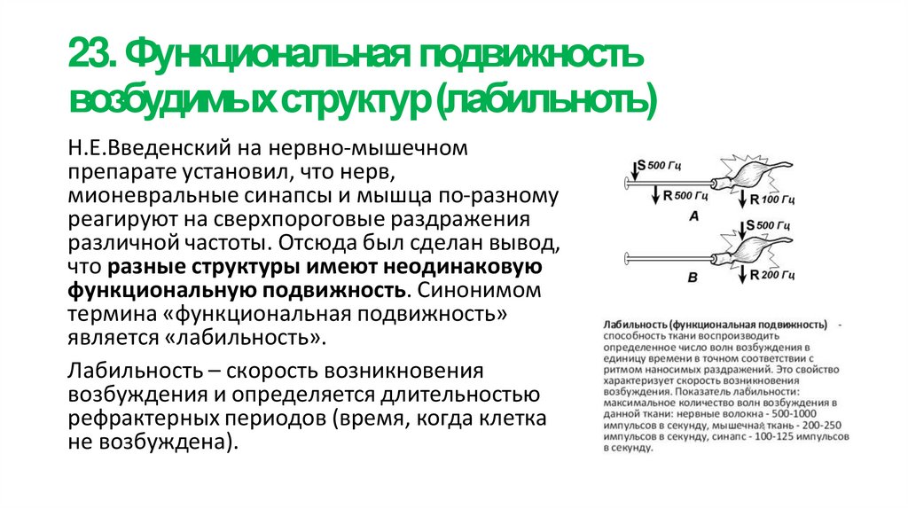 23. Функциональная подвижность возбудимых структур (лабильноть)