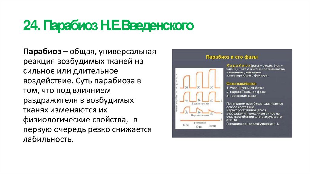 24. Парабиоз Н.Е.Введенского