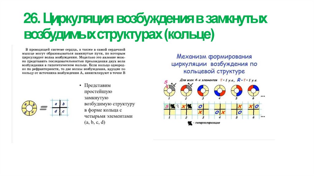 26. Циркуляция возбуждения в замкнутых возбудимых структурах (кольце)