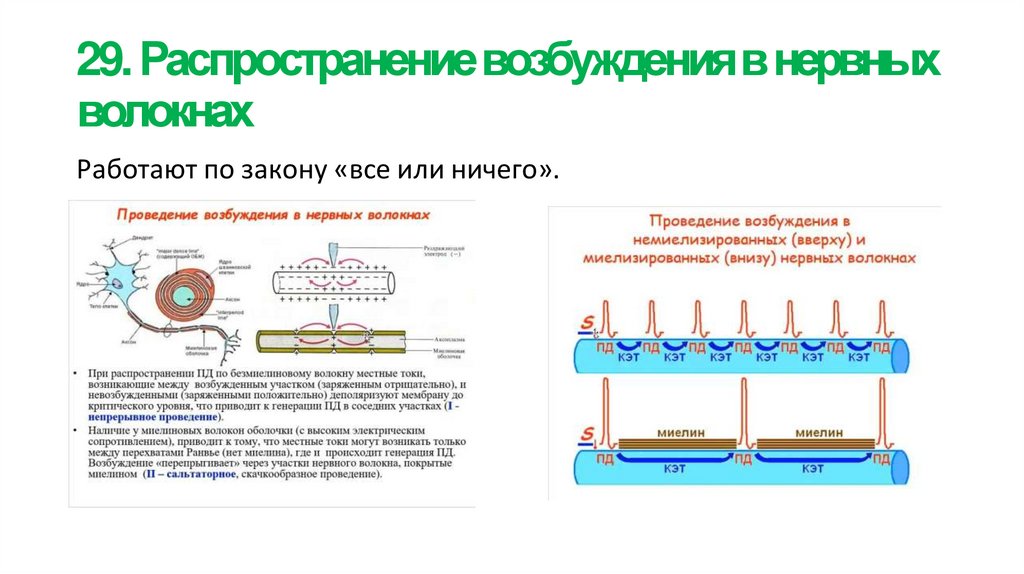 29. Распространение возбуждения в нервных волокнах