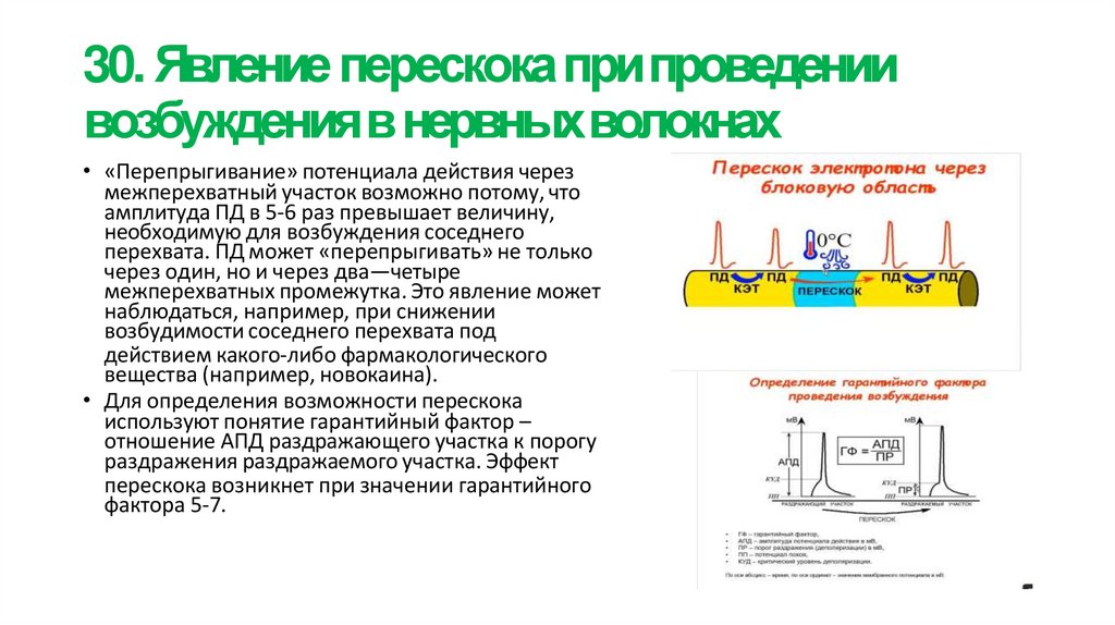 30. Явление перескока при проведении возбуждения в нервных волокнах