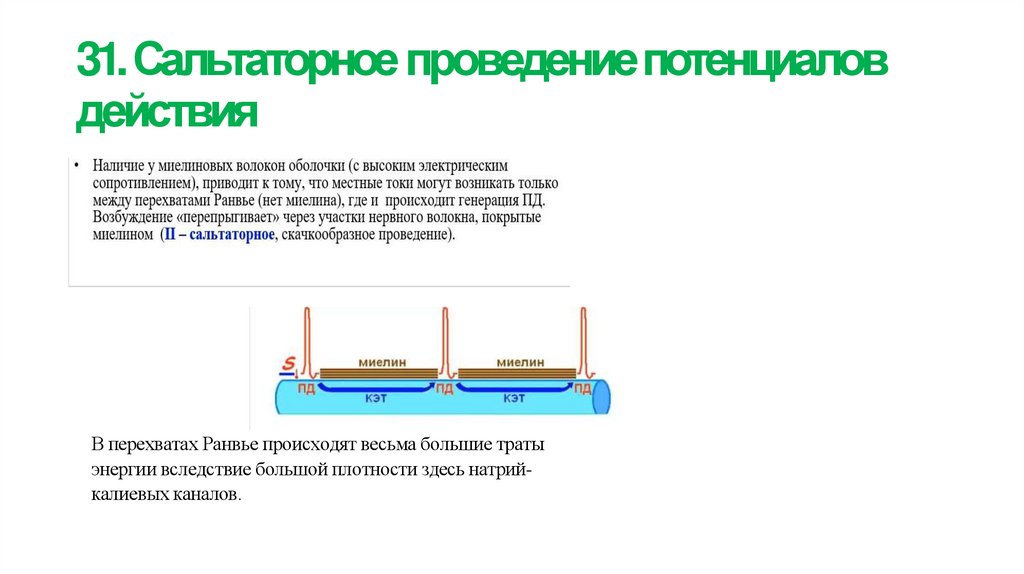 31. Сальтаторное проведение потенциалов действия