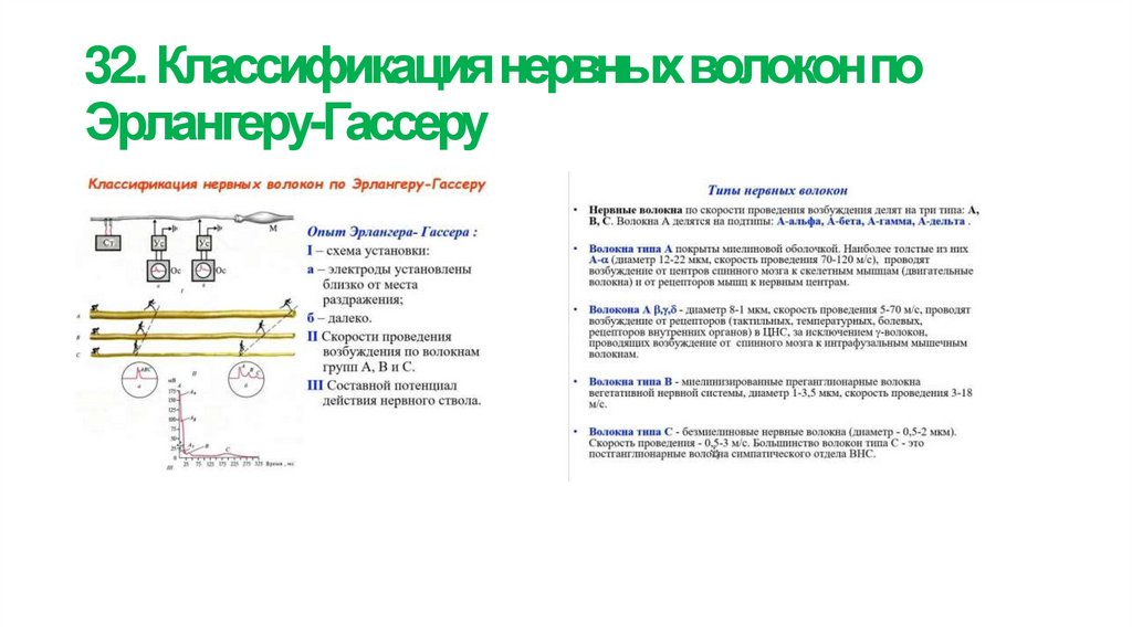 32. Классификация нервных волокон по Эрлангеру-Гассеру