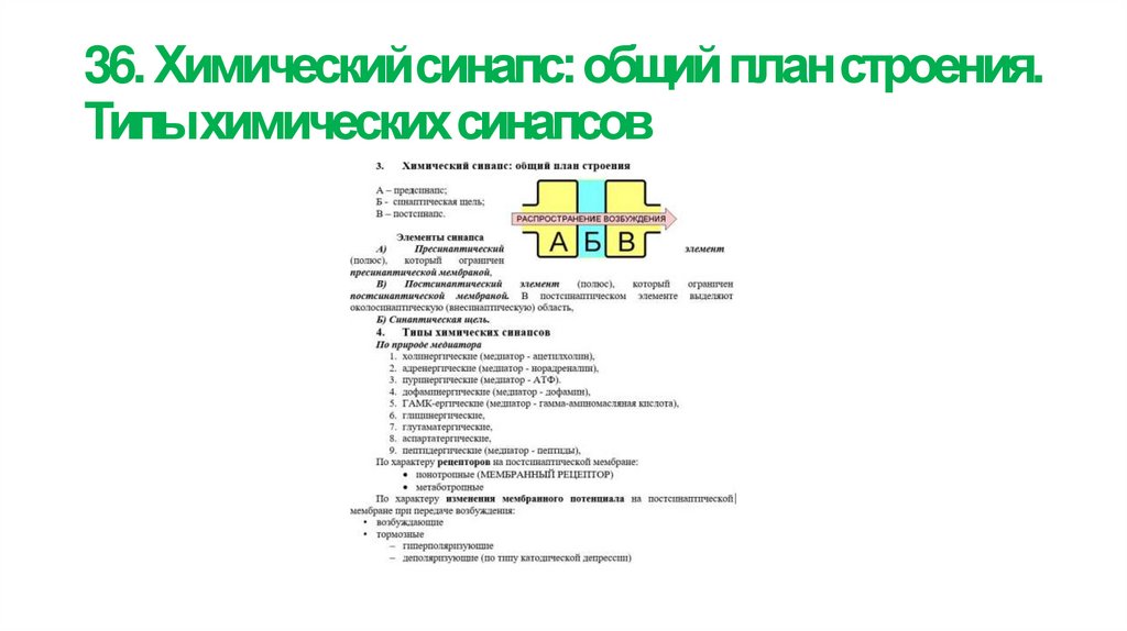 36. Химический синапс: общий план строения. Типы химических синапсов
