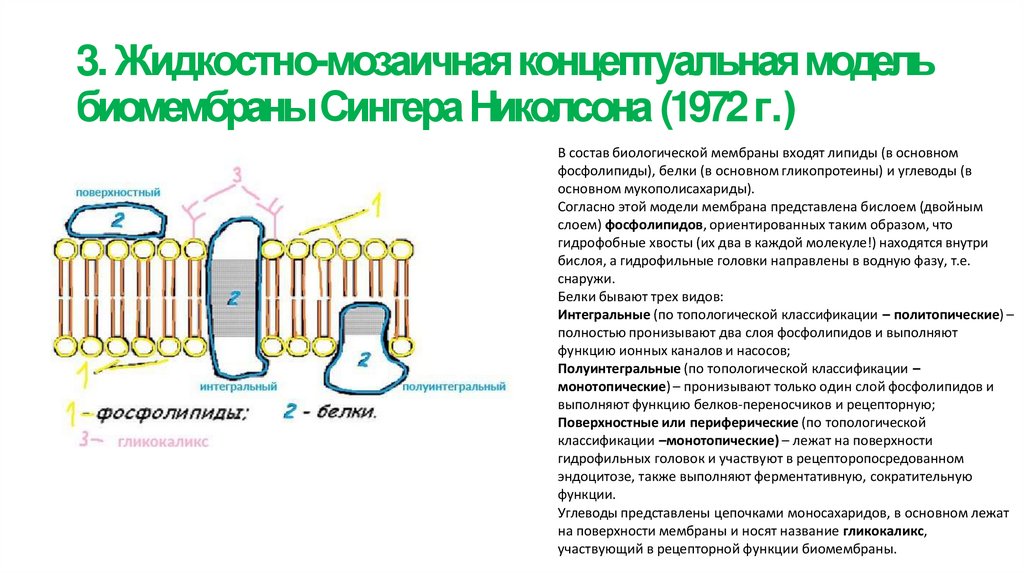 3. Жидкостно-мозаичная концептуальная модель биомембраны Сингера Николсона (1972 г.)