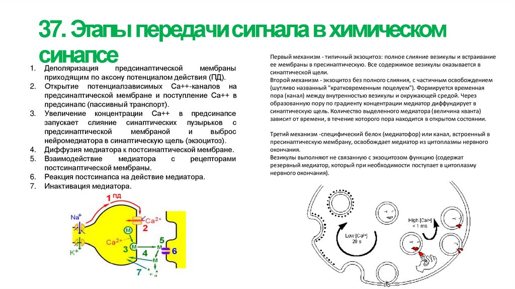 37. Этапы передачи сигнала в химическом