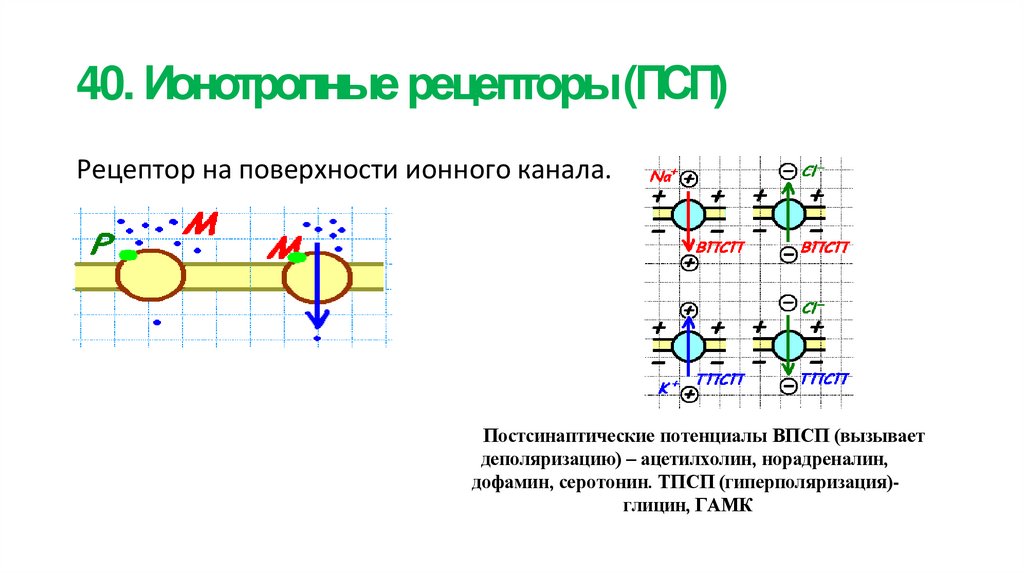 40. Ионотропные рецепторы (ПСП)